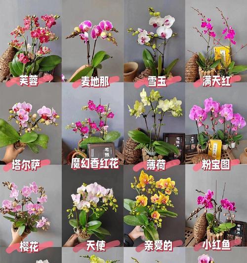 迷你蝴蝶兰的花语是什么？它有何特别含义？