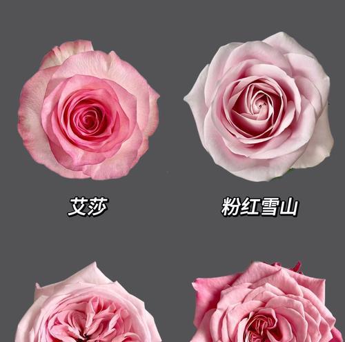 7朵粉玫瑰代表什么？它们的花语有何特别之处？
