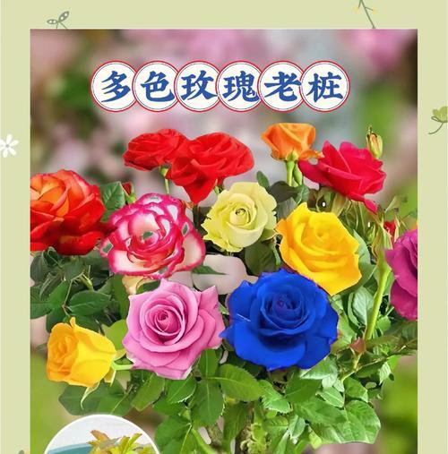7朵粉玫瑰代表什么？它们的花语有何特别之处？