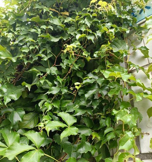 爬山虎花的花语代表什么含义？