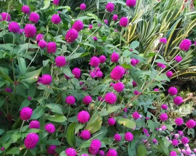 爬山虎花的花语代表什么含义？