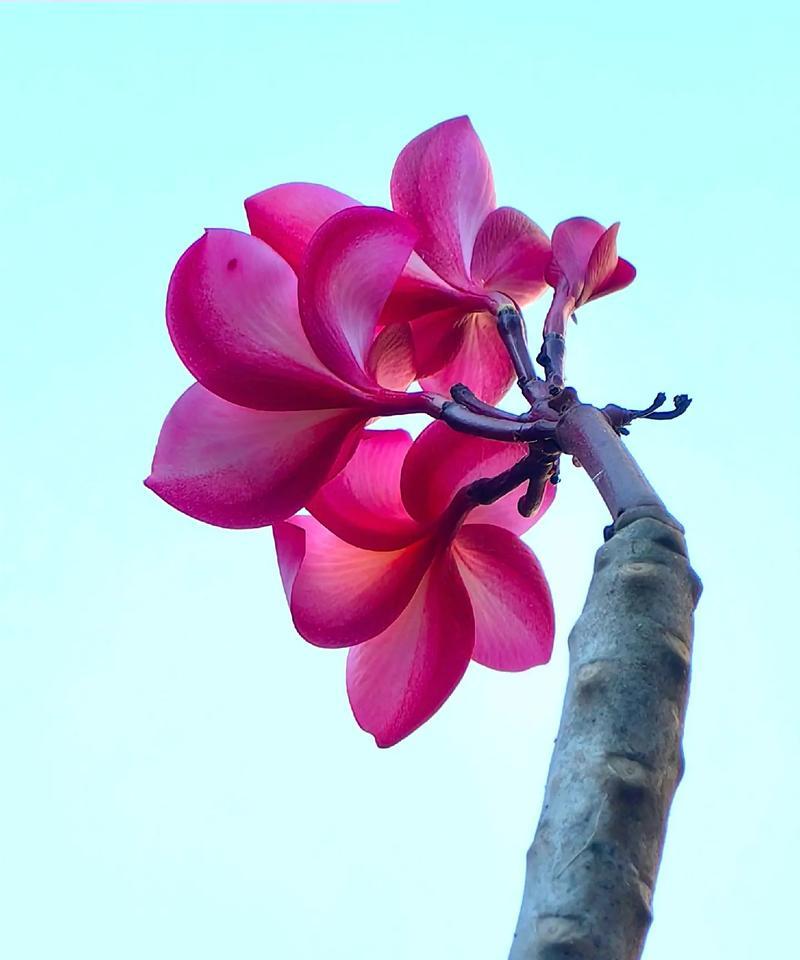 泰国鸡蛋花的花语是什么？