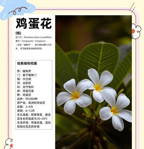 泰国鸡蛋花的花语是什么？