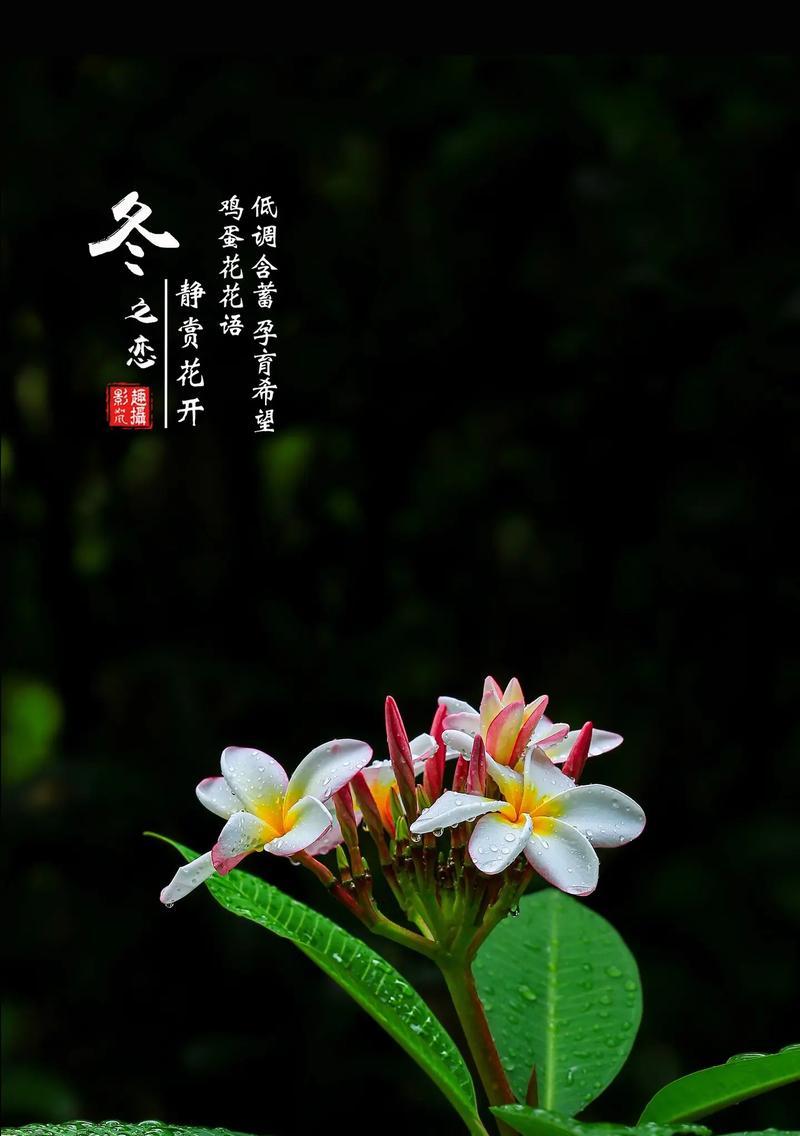 泰国鸡蛋花的花语是什么？