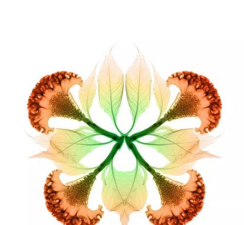 野鸡冠花的花语有何寓意？