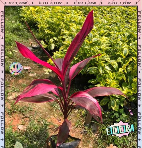 紫叶朱蕉的花语代表什么？