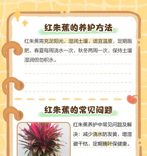 紫叶朱蕉的花语代表什么？