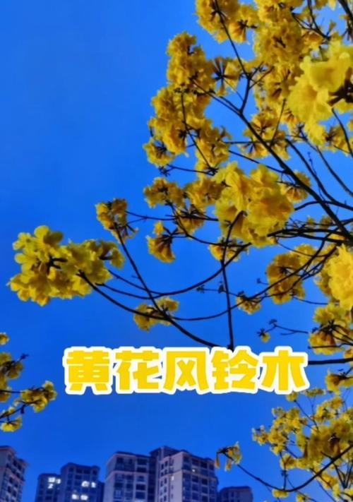 粉花风铃木的花语有何含义？