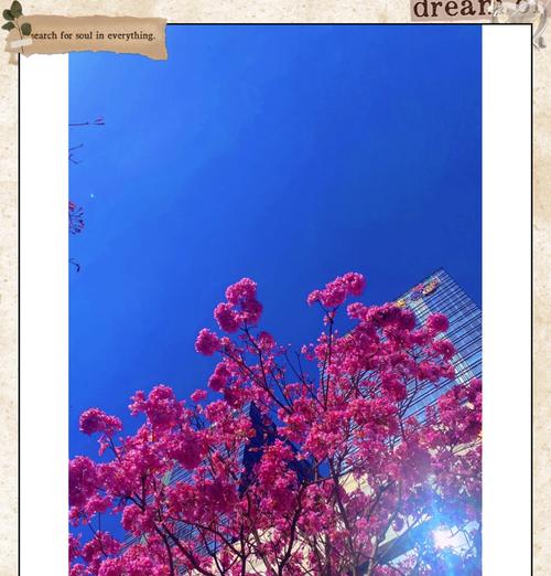 粉花风铃木的花语有何含义？