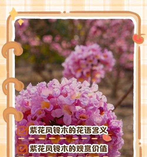 粉花风铃木的花语有何含义？