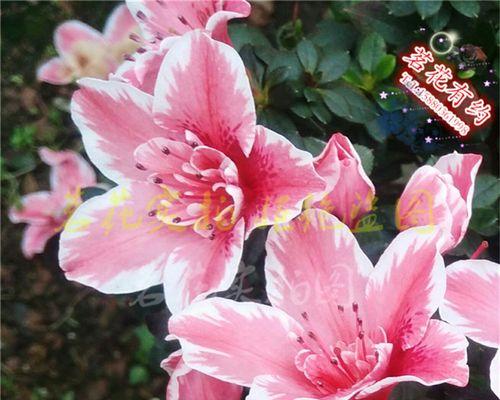 比利时杜鹃的花语代表什么？