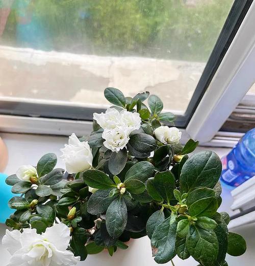 比利时杜鹃的花语代表什么？