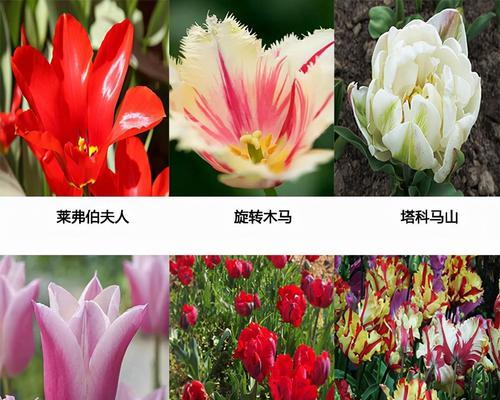 粉黄郁金香的花语代表什么？