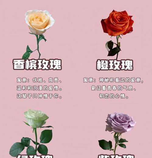 粉黄郁金香的花语代表什么？