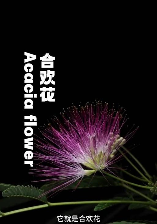 合欢树的花语有何含义？