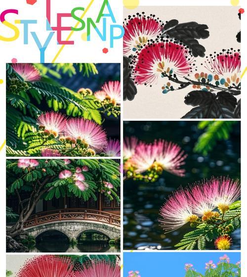 合欢树的花语有何含义？