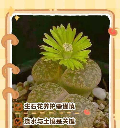 生石花的花语有何寓意？