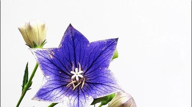 深蓝色桔梗的花语代表什么？