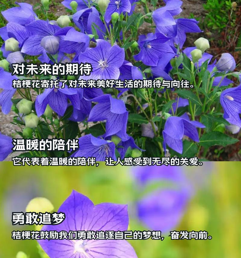 深蓝色桔梗的花语代表什么？