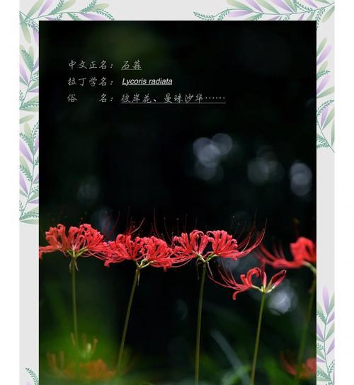 彼岸花的花语有何含义？