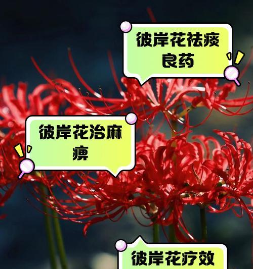 彼岸花的花语有何含义？