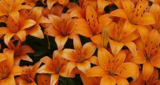 橙色鸢尾花的花语代表什么？