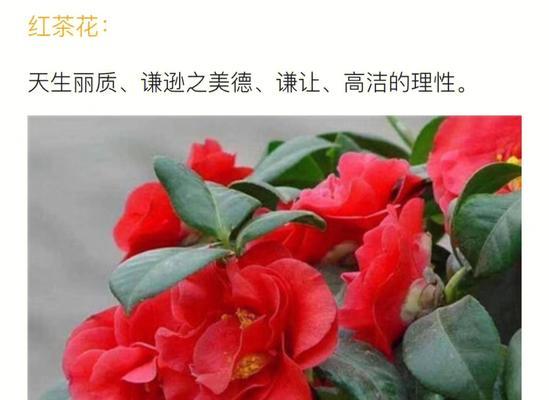 美叶光萼荷的花语有何寓意？