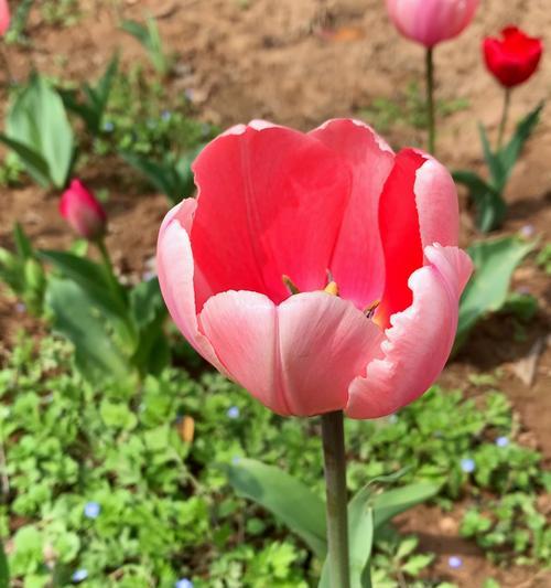 郁金香莫林花语是什么？如何解读其深层含义？