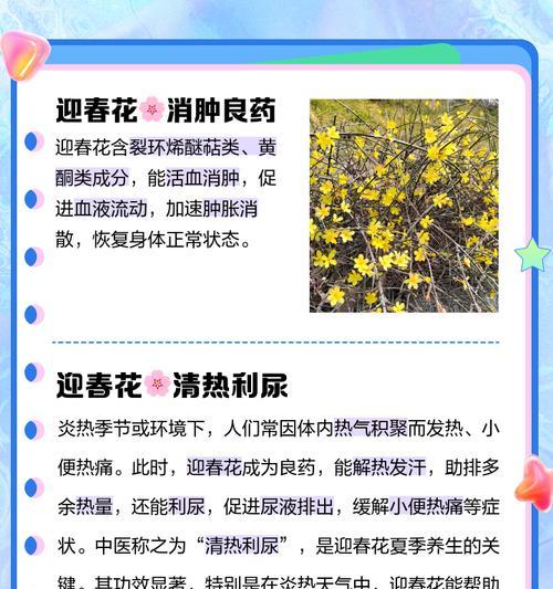 白色迎春花代表什么？花语中隐藏了哪些秘密？