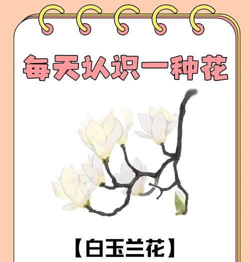 白色迎春花代表什么？花语中隐藏了哪些秘密？