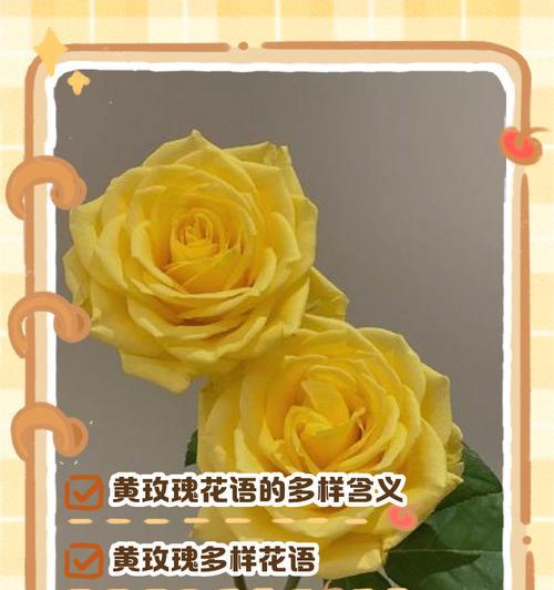 千瓣玫瑰花语有何特别之处？它象征着什么？
