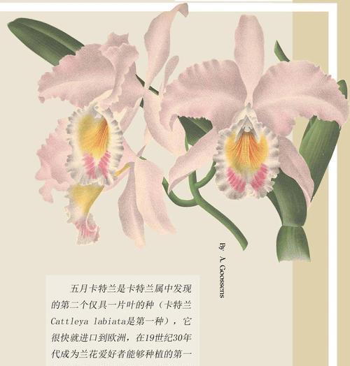 三向卡特兰花语是什么？了解其花语背后的寓意。