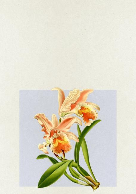 三向卡特兰花语是什么？了解其花语背后的寓意。