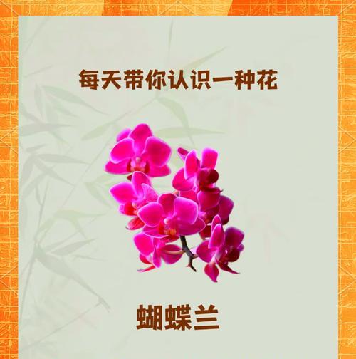 三向卡特兰花语是什么？了解其花语背后的寓意。