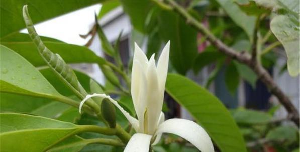 白兰花的花语寓意有哪些？如何正确理解？