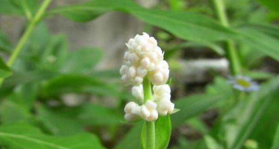 花语花半创始人是谁？他们的理念是什么？