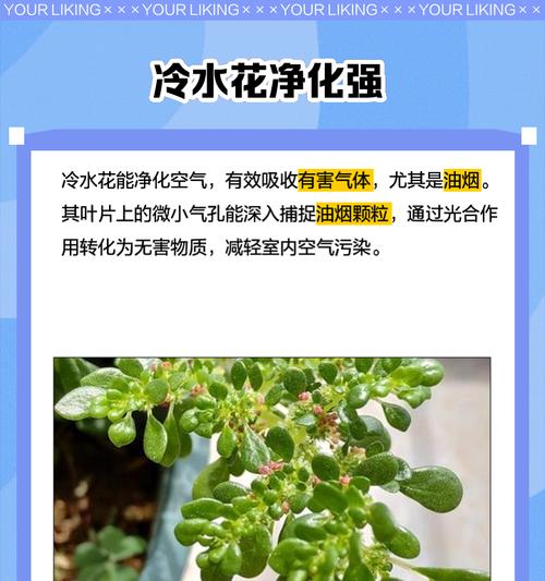 邹叶冷水花的花语是什么？它代表了什么意义？