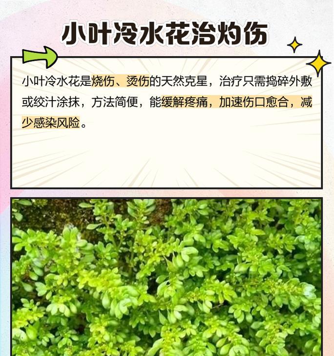 邹叶冷水花的花语是什么？它代表了什么意义？