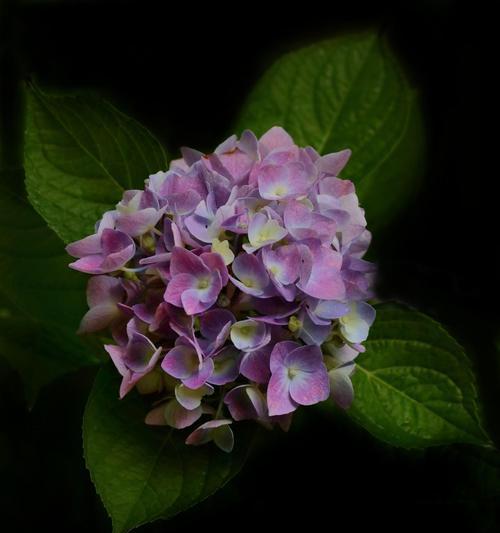 绣球花语mp3下载哪里有？如何获取？