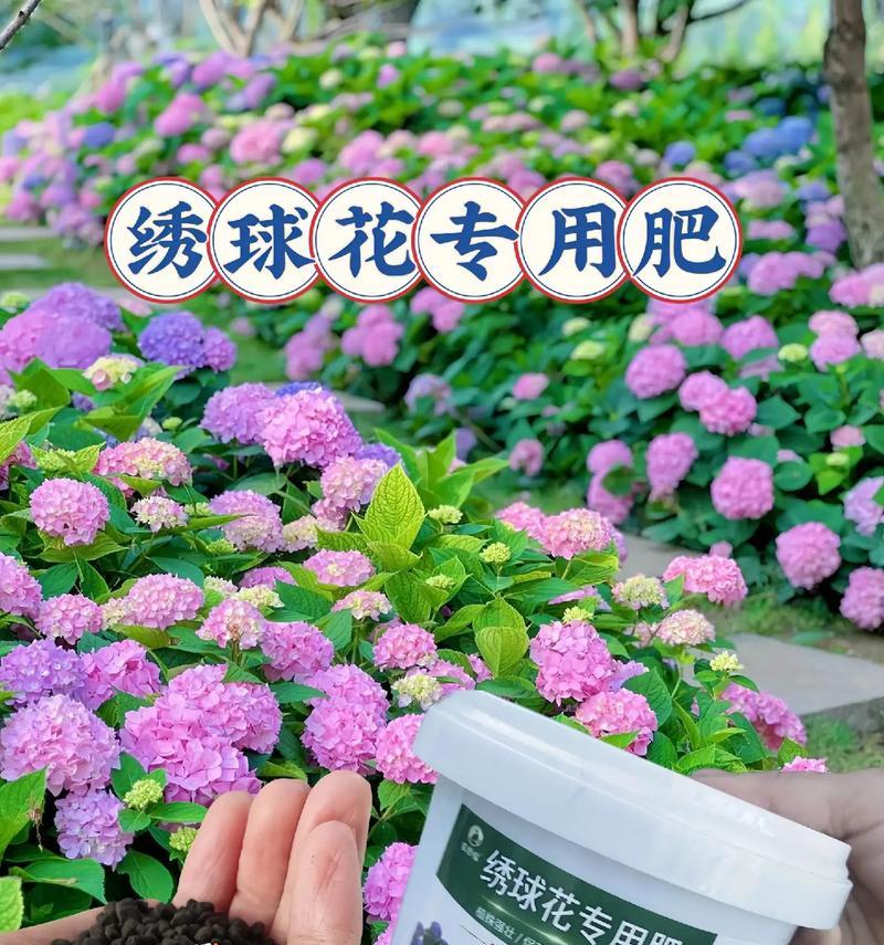 绣球花语mp3下载哪里有？如何获取？