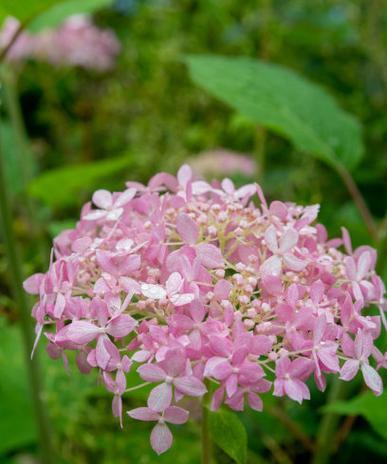 绣球花语mp3下载哪里有？如何获取？