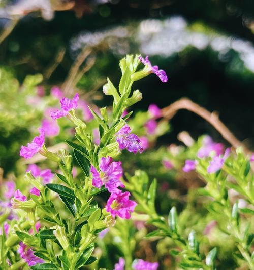 紫萼距花的花语是什么？它象征着什么？