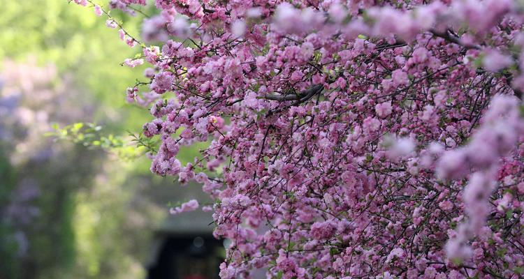紫萼距花的花语是什么？它象征着什么？