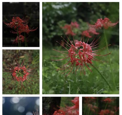 彼岸花的美丽花语是什么？为何说它却有深意？