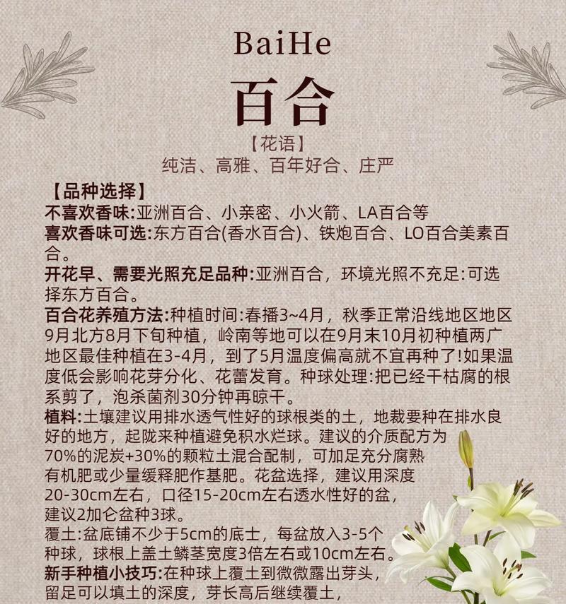 百合花的隐藏花语是什么？它有哪些不为人知的含义？