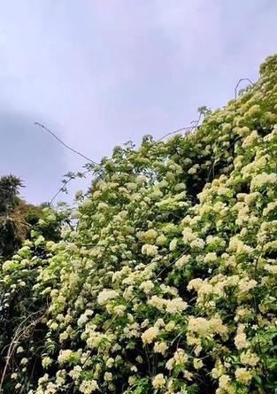 野生七里香的花语是什么？它有何特别之处？