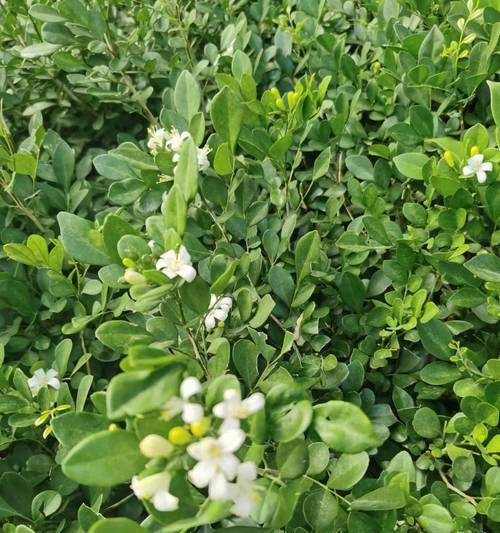 野生七里香的花语是什么？它有何特别之处？