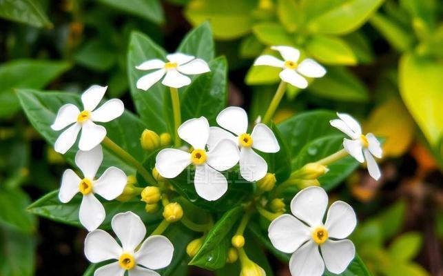 野生七里香的花语是什么？它有何特别之处？