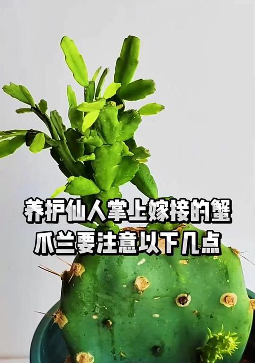 蟹爪仙人掌的花语是什么？它象征着什么？