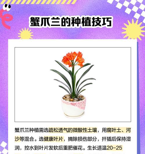 蟹爪仙人掌的花语是什么？它象征着什么？